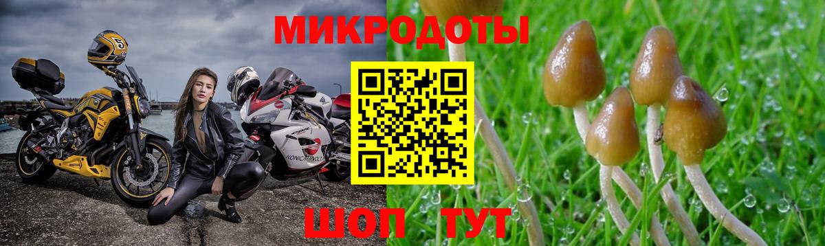 Галлюциногенные грибы Psilocybe Усть-Илимск